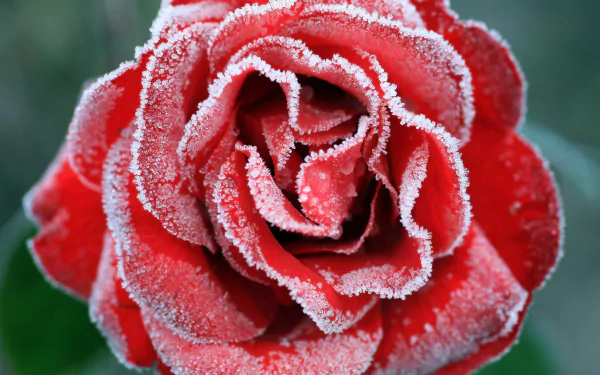  frosted rose