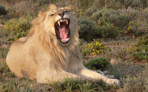 HD desktop wallpaper featuring a roaring wildcat lion resting among grass and wildflowers in a natural setting.