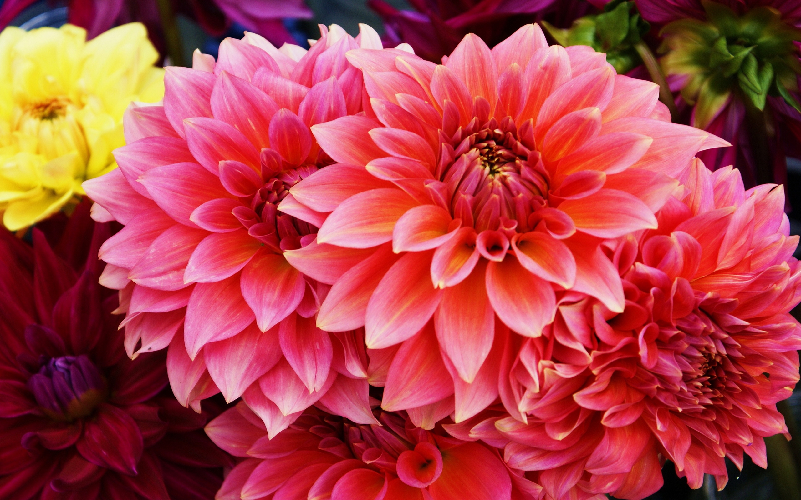 Download Pink Flower Nature Close-up Flower Dahlia HD Wallpaper