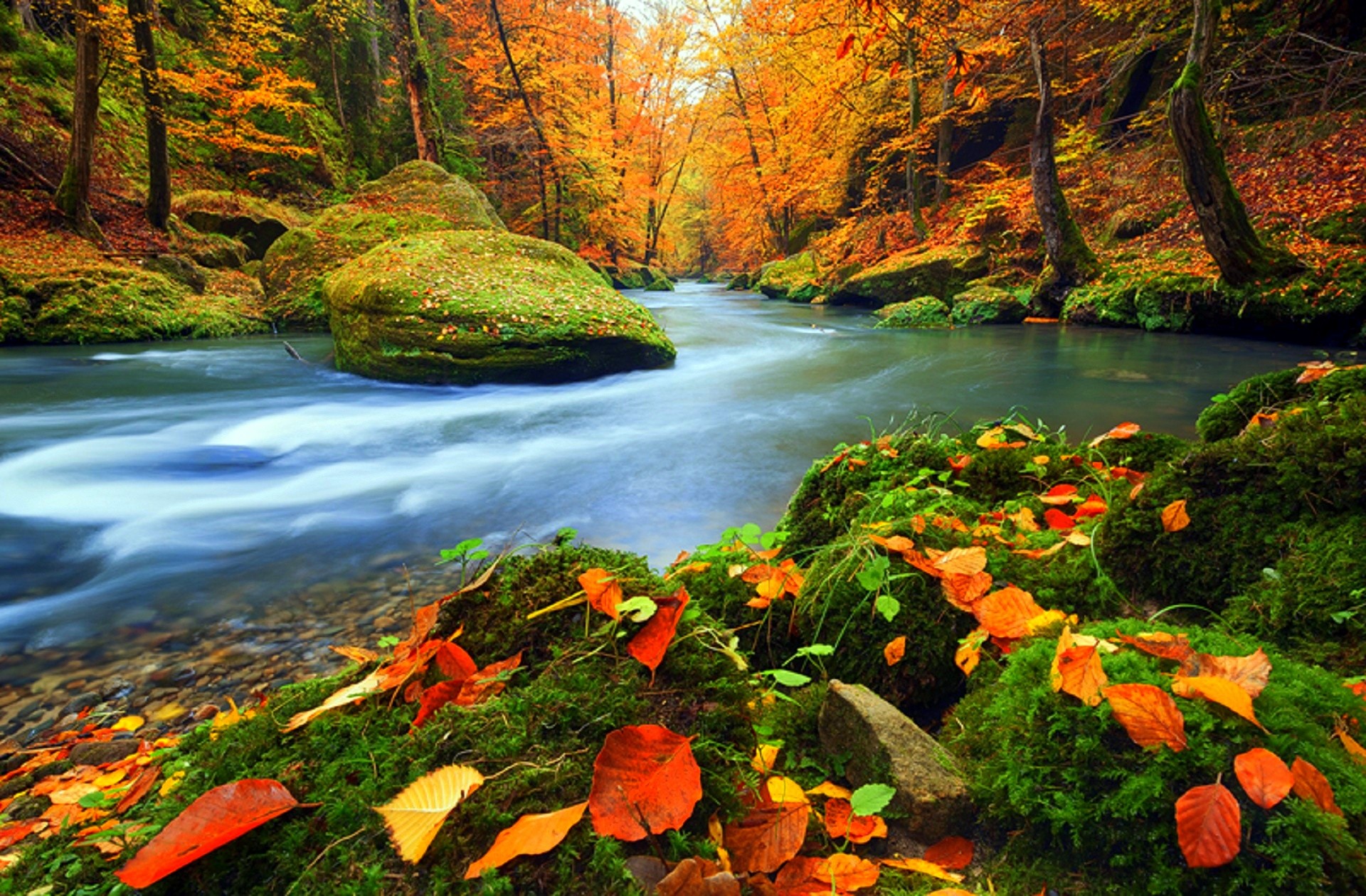 Download Nature Fall Tree Leaf Forest Stream HD Wallpaper