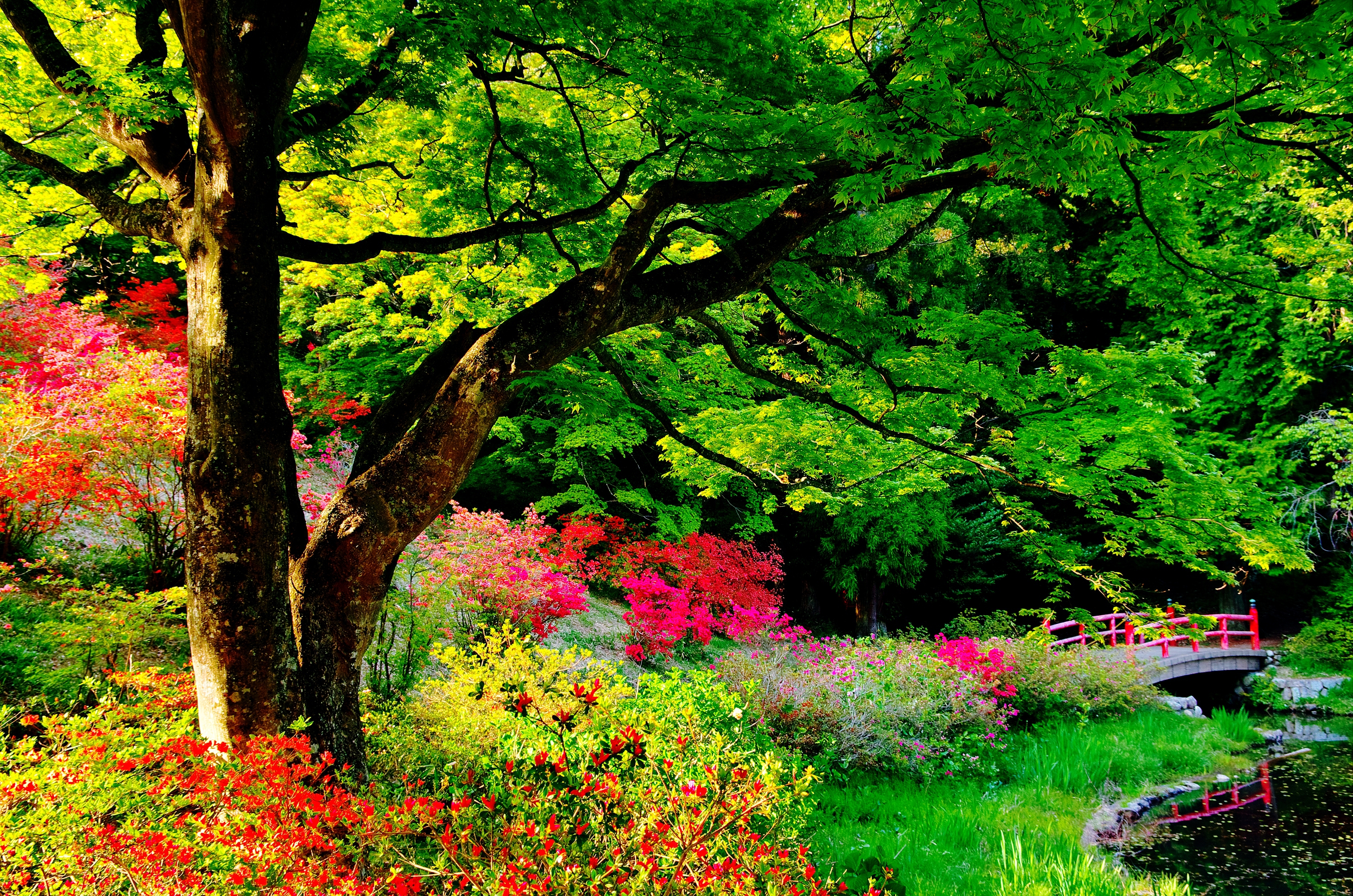 Man Made Japanese Garden HD Wallpaper | Background Image
