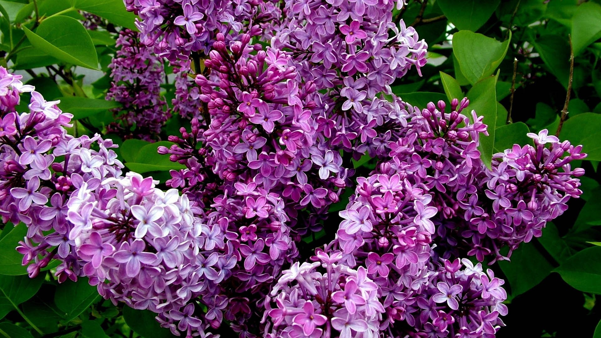 Download Bush Nature Flower Close-up Lilac HD Wallpaper