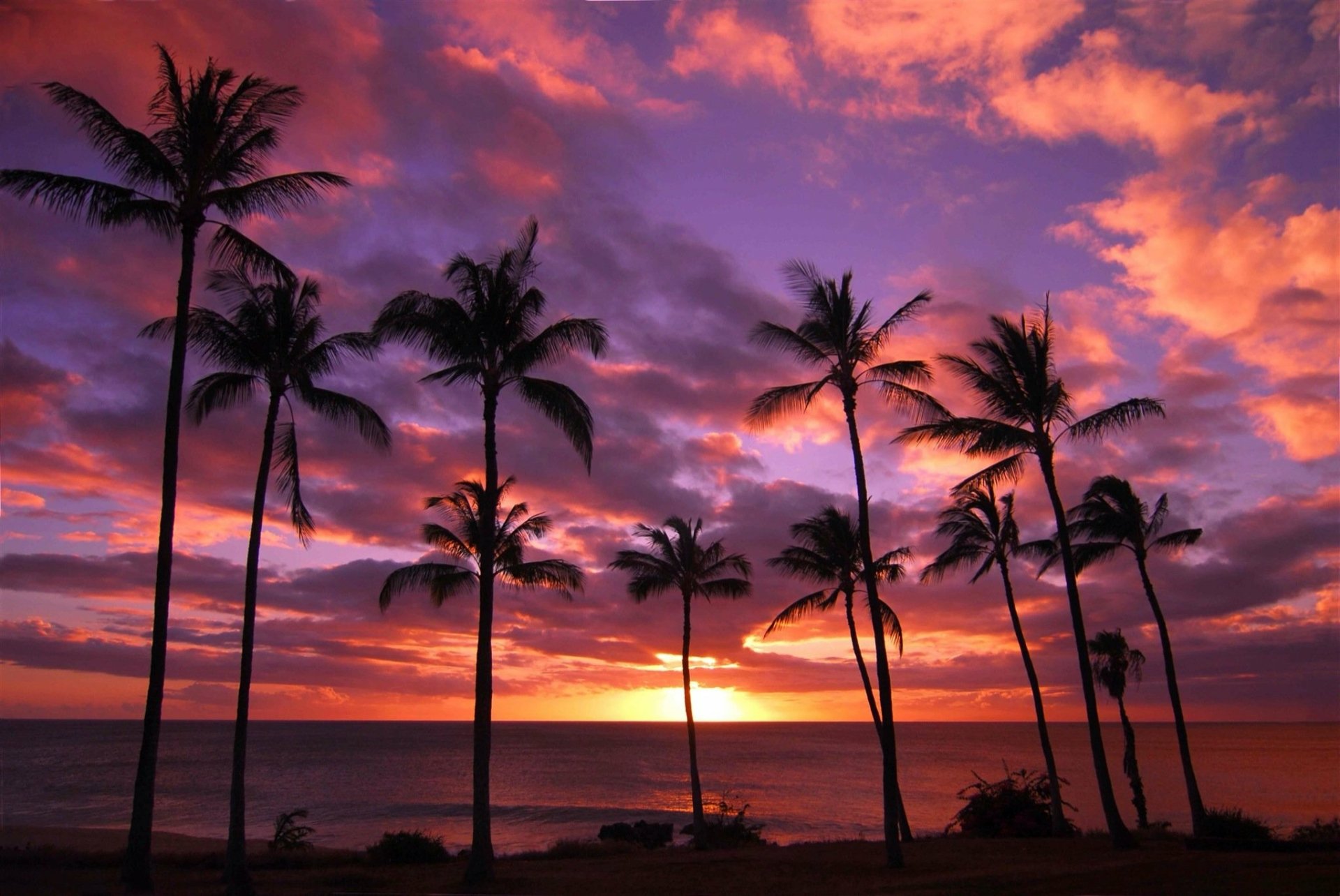 HD PC desktop wallpaper/background: purple-orange sunset over the ocean horizon, silhouetted palm trees framing the natural shoreline beneath a vibrant sky.