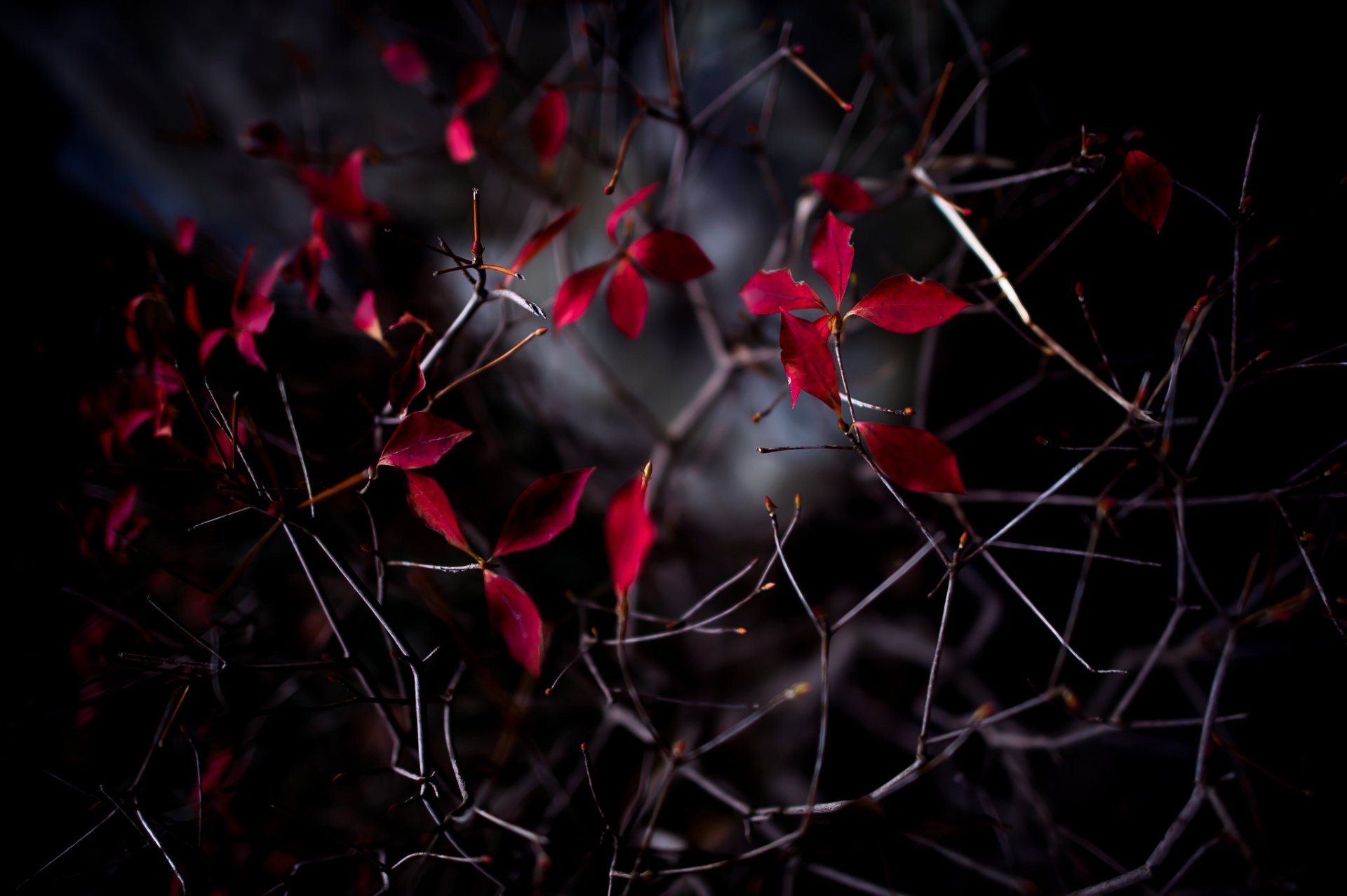 Blad HD Wallpaper | Achtergrond | 2048x1363 | ID:682897 - Wallpaper Abyss
