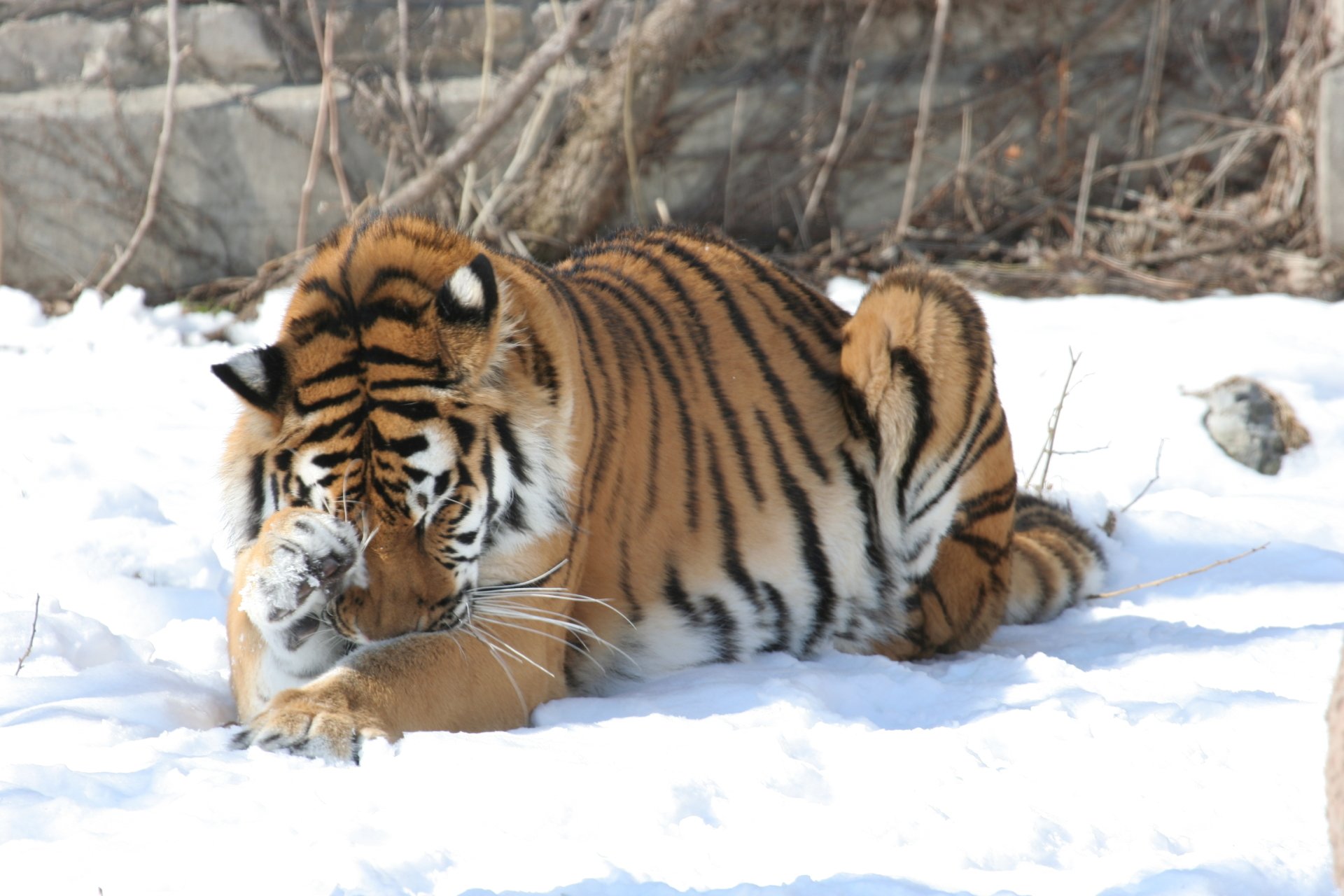 An Amur tiger rests on snow-covered ground, showcasing its vibrant stripes in this HD PC desktop wallpaper background.