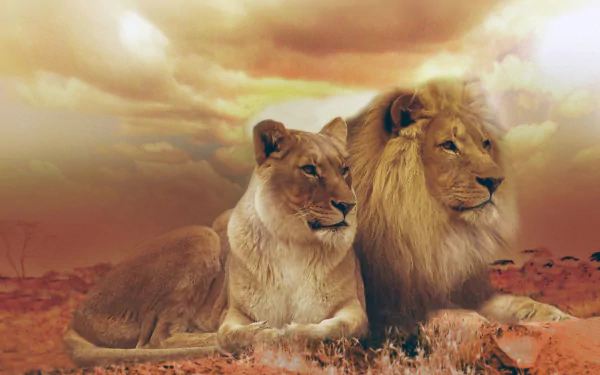 A majestic sunset in Africa featuring a lion and lioness resting together, creating a serene and captivating scene. This HD wallpaper captures the beauty of wildlife and nature.