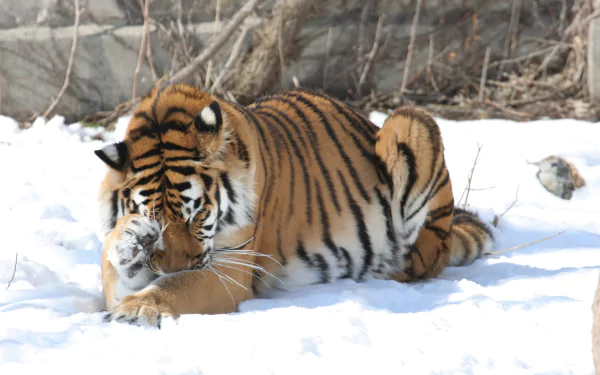 An Amur tiger rests on snow-covered ground, showcasing its vibrant stripes in this HD PC desktop wallpaper background.