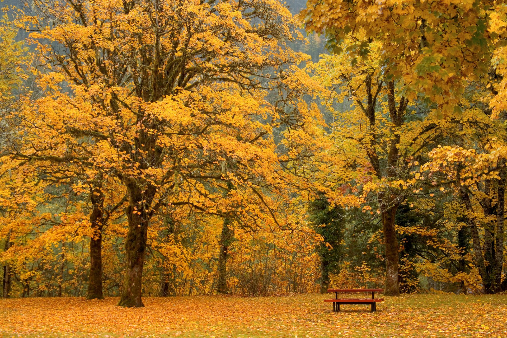 HD desktop wallpaper featuring a serene fall scene in Newhalem, Washington. A picnic table rests beneath trees adorned with golden leaves, capturing the essence of autumn in nature.