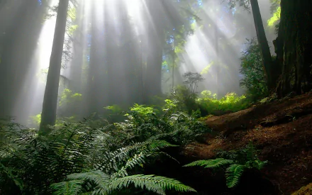 A serene forest scene featuring vibrant green ferns and towering trees, illuminated by sunbeams piercing through a gentle fog, creating a tranquil natural ambiance.