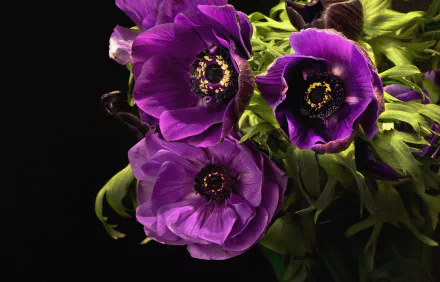 Close-up HD desktop wallpaper showcasing vibrant purple anemone flowers with green leaves against a dark background, highlighting detailed petals and natural beauty.