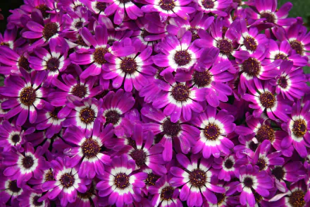  Purple Cineraria