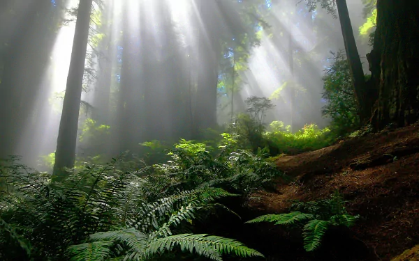 A serene forest scene featuring vibrant green ferns and towering trees, illuminated by sunbeams piercing through a gentle fog, creating a tranquil natural ambiance.