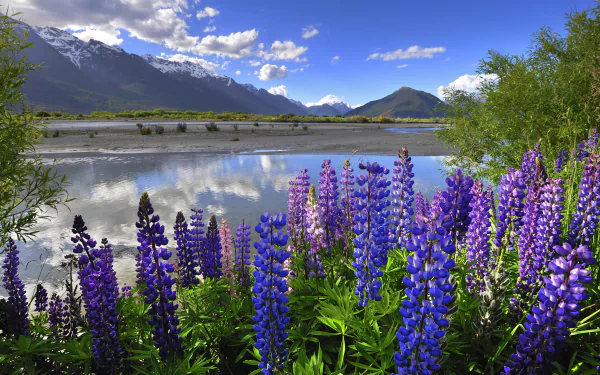 A vibrant scene of purple lupines in the foreground, reflecting in a serene lake under a clear blue sky, framed by mountains, capturing the stunning landscape of New Zealand.