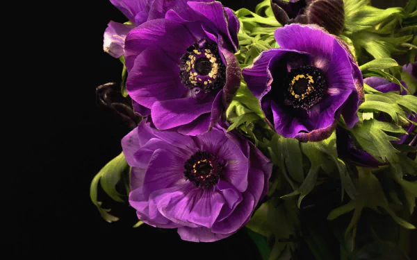 Close-up HD desktop wallpaper showcasing vibrant purple anemone flowers with green leaves against a dark background, highlighting detailed petals and natural beauty.