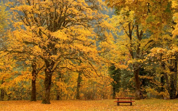 HD desktop wallpaper featuring a serene fall scene in Newhalem, Washington. A picnic table rests beneath trees adorned with golden leaves, capturing the essence of autumn in nature.