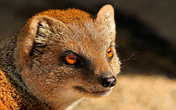 Animal mongoose HD Desktop Wallpaper | Background Image