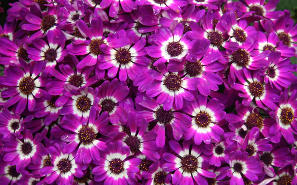  Purple Cineraria