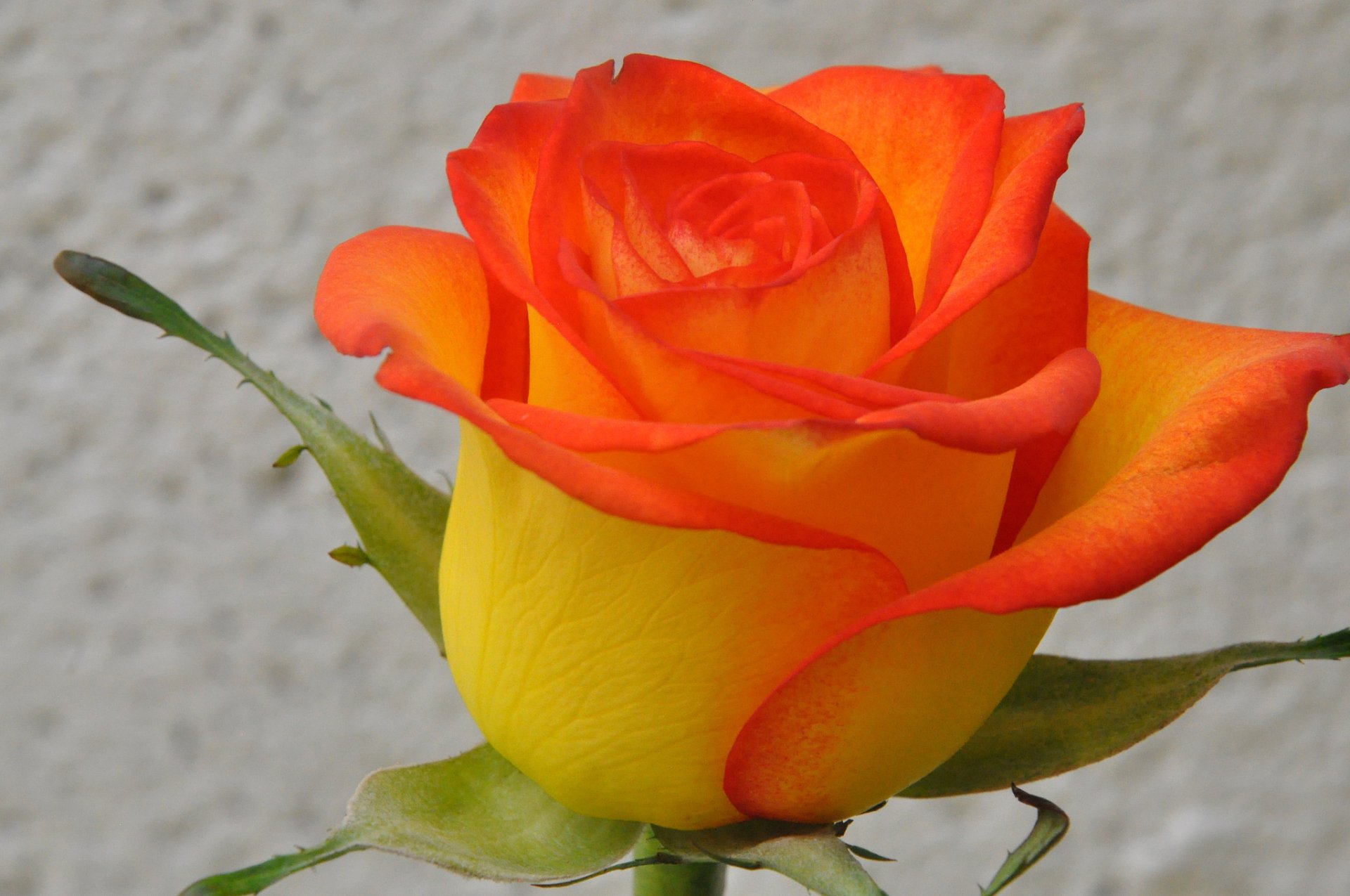 Yellow Rose with Orange Edges HD Wallpaper | Background ...