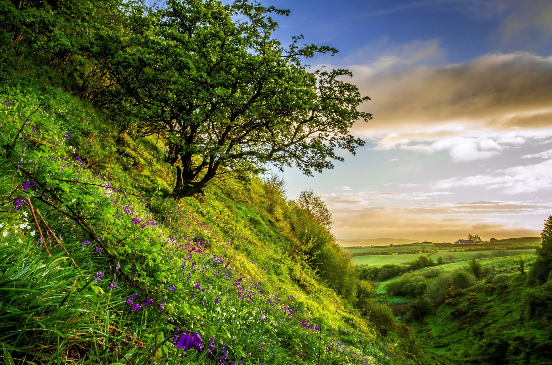 A vibrant summer landscape featuring a hill adorned with blooming flowers and lush grass, under a scenic sky. This HD wallpaper captures the beauty of nature in full bloom.