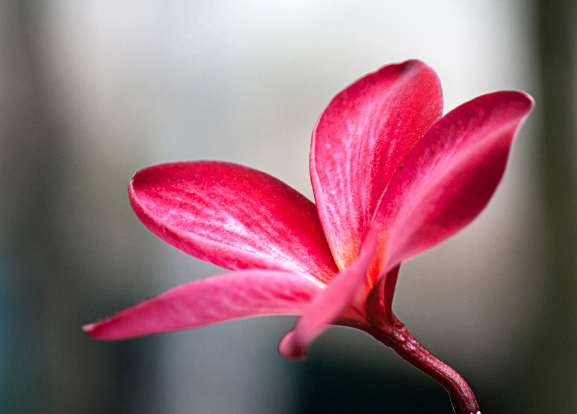 Macro close-up of a pink frangipani flower and stem against a soft blurred background, HD PC desktop wallpaper and nature background.