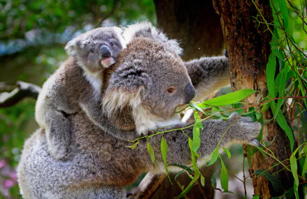 A koala mother and her baby, nestled in eucalyptus, are captured in stunning detail against a softly blurred background. This 4K Ultra HD image showcases their natural beauty.