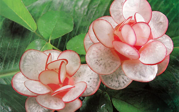 food radish HD Desktop Wallpaper | Background Image