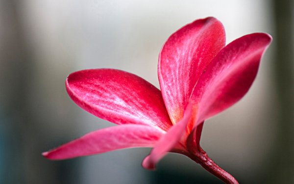 Nature Frangipani Flowers Flower Macro Stem Pink Flower HD Wallpaper | Background Image