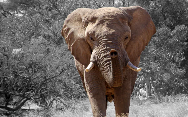 selective color grass Animal African bush elephant HD Desktop Wallpaper | Background Image