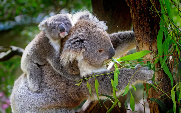 A koala mother and her baby, nestled in eucalyptus, are captured in stunning detail against a softly blurred background. This 4K Ultra HD image showcases their natural beauty.