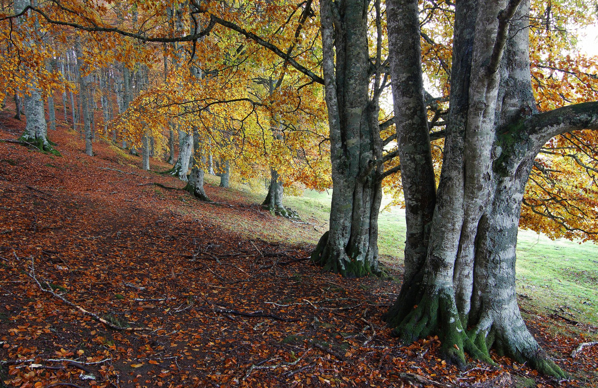 2K Quad HD PC desktop wallpaper and background showing a fall forest: beech tree trunks, golden leaves carpeting the ground, soft light filtering through the canopy.