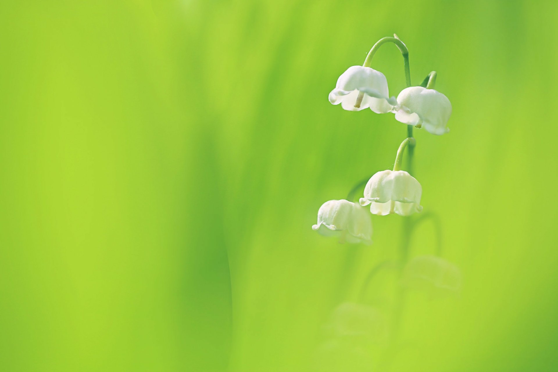 HD desktop wallpaper featuring a close-up of delicate white lily of the valley flowers against a soft green bokeh background in nature.