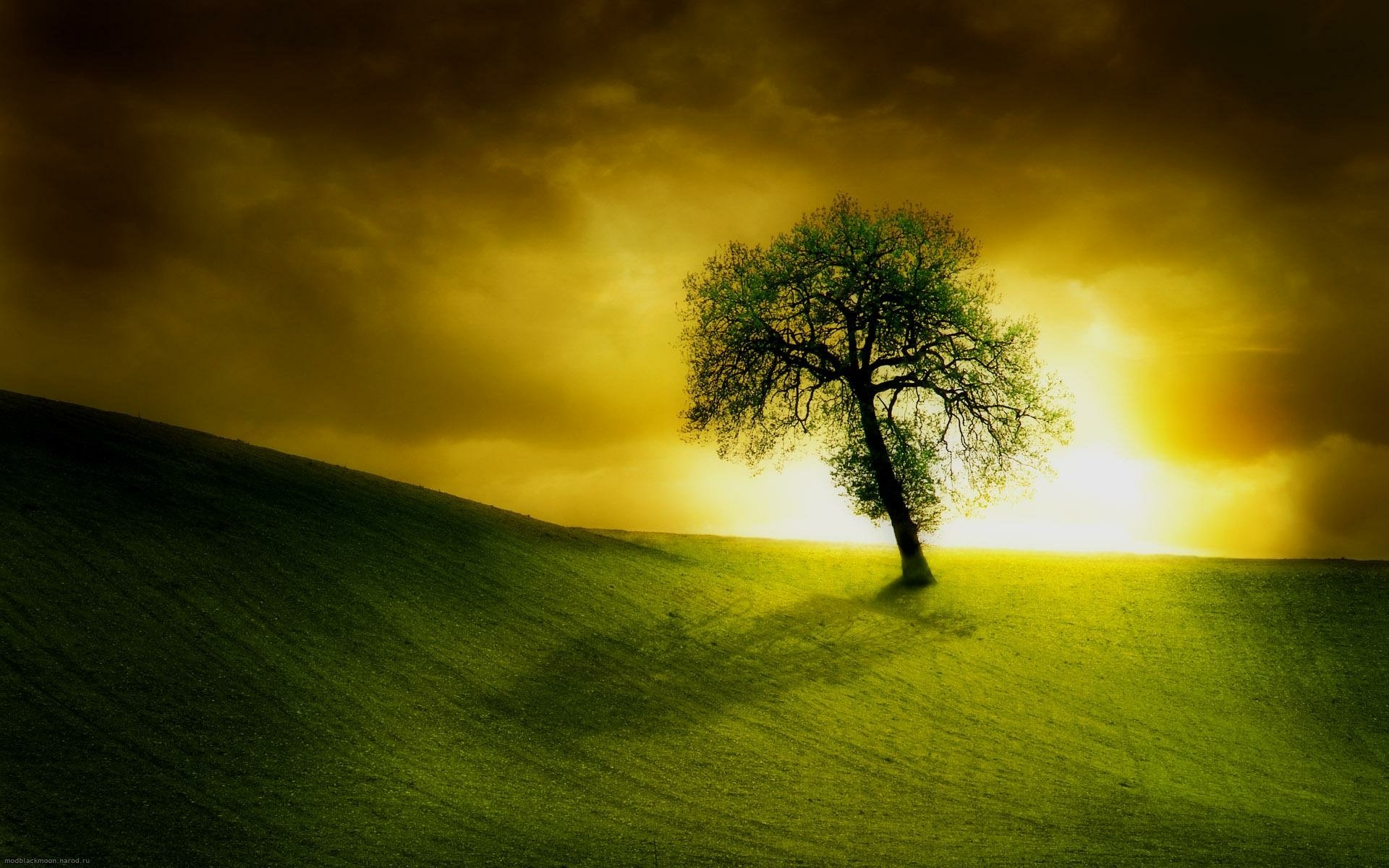 A solitary tree stands on a grassy field under a golden sky with clouds and the sun glowing, captured in HD for a nature-themed desktop wallpaper.