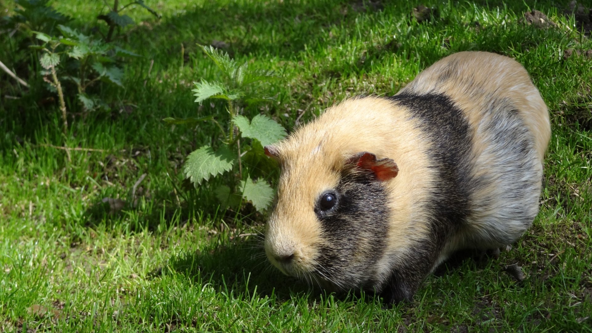 4K Ultra HD PC desktop wallpaper showing a guinea pig rodent on bright green grass, close-up profile with tan and black fur.