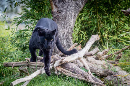 Close-up of a majestic black panther walking gracefully over branches, set against a lush background of greenery. A stunning HD wallpaper that highlights the beauty of this powerful animal.