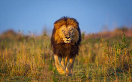 A majestic lion walks confidently through golden grass with a bokeh background, capturing the essence of African wildlife in this stunning HD desktop wallpaper.