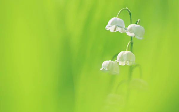 HD desktop wallpaper featuring a close-up of delicate white lily of the valley flowers against a soft green bokeh background in nature.