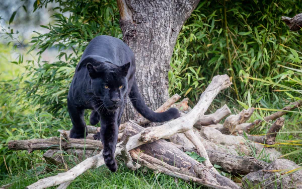 Close-up of a majestic black panther walking gracefully over branches, set against a lush background of greenery. A stunning HD wallpaper that highlights the beauty of this powerful animal.