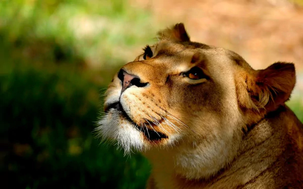 Close-up HD desktop wallpaper of a lioness's face, showcasing detailed fur and intense gaze in natural sunlight.
