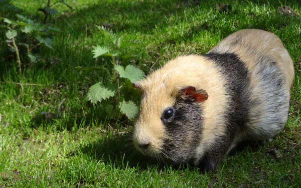 4K Ultra HD PC desktop wallpaper showing a guinea pig rodent on bright green grass, close-up profile with tan and black fur.