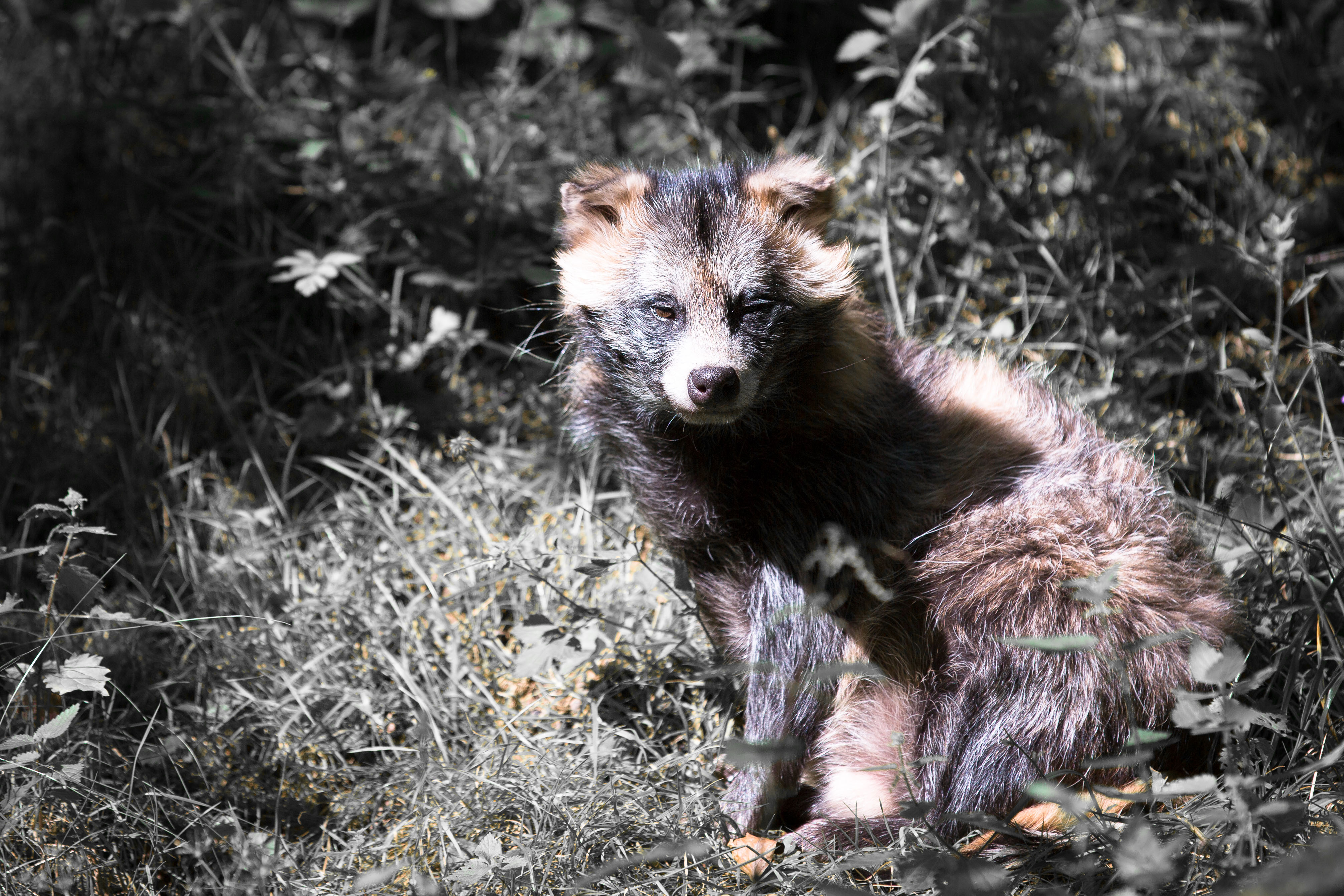 Animal Raccoon Dog HD Wallpaper | Background Image