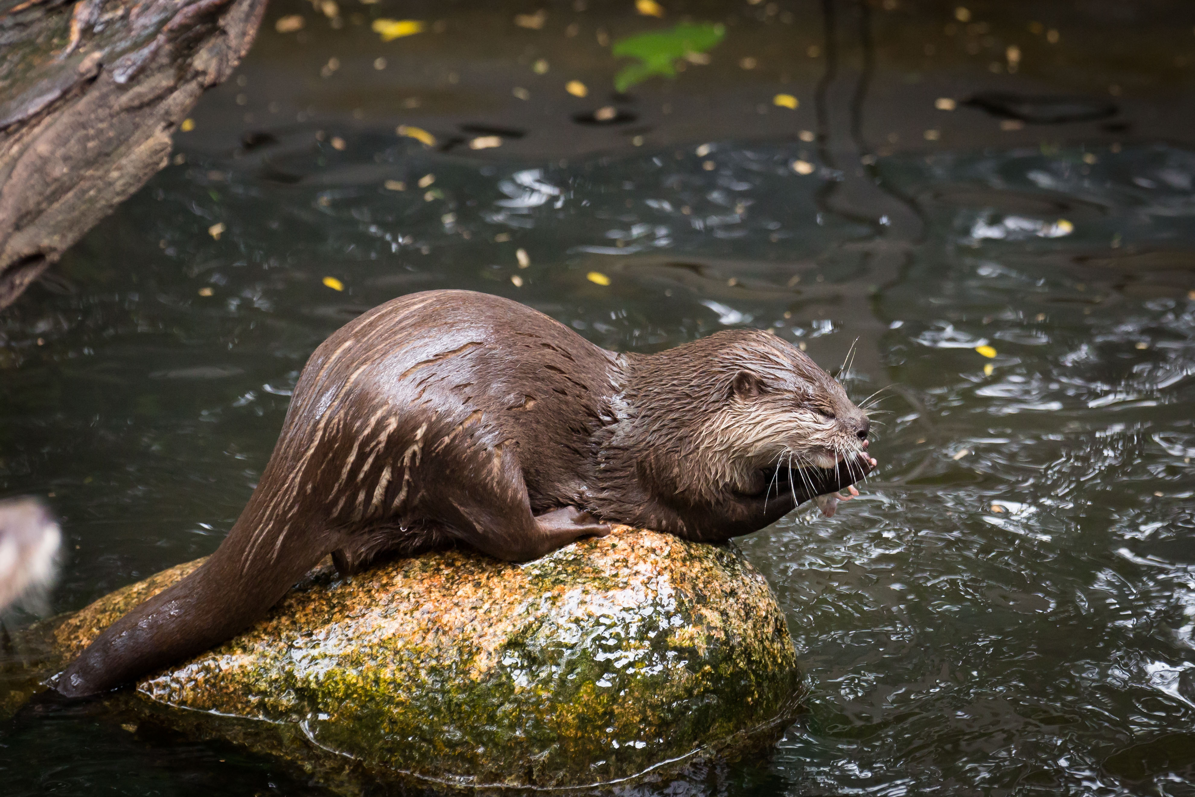 Download Animal Otter 4k Ultra HD Wallpaper by Cloudtail the Snow Leopard