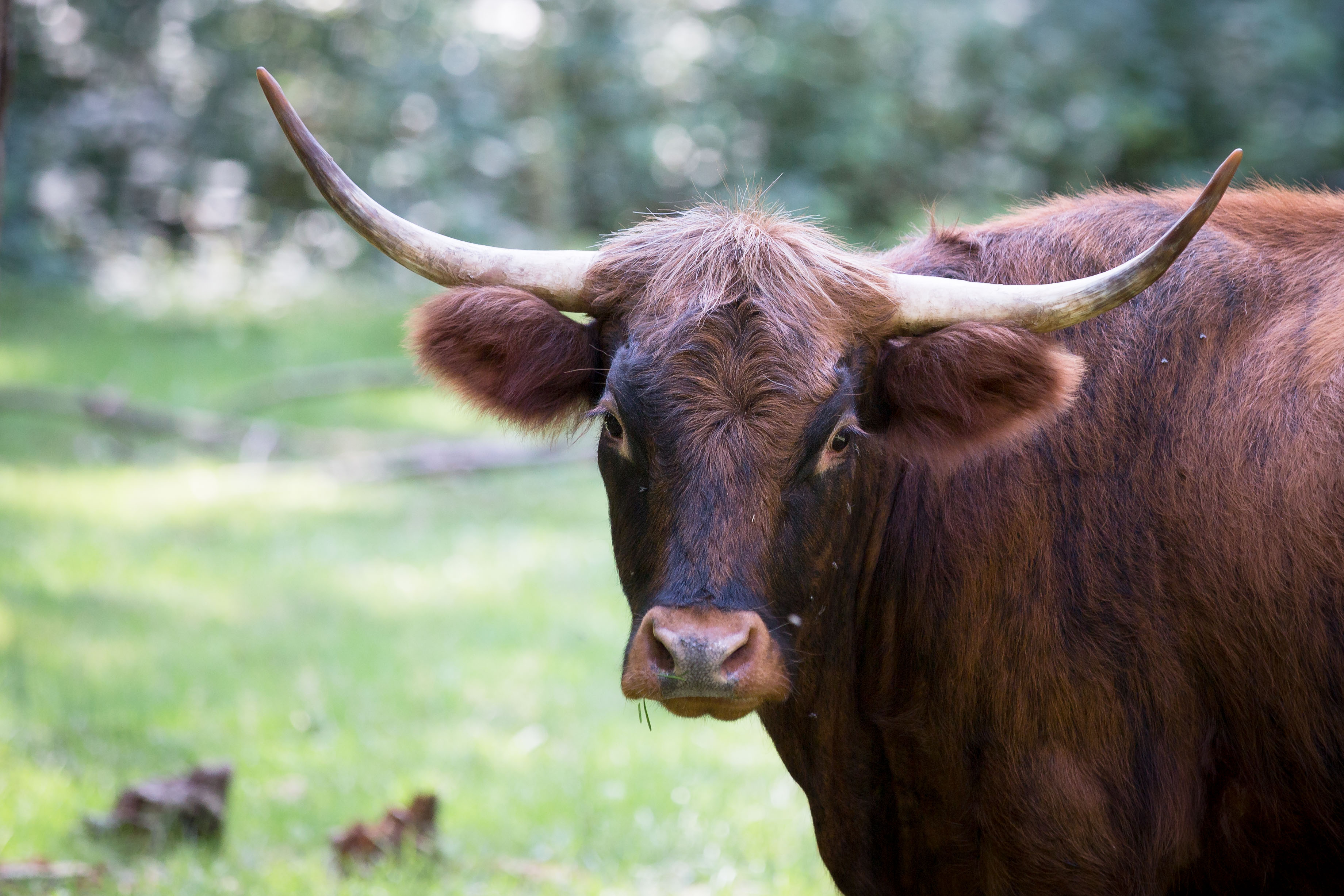 Animal Cow HD Wallpaper | Background Image