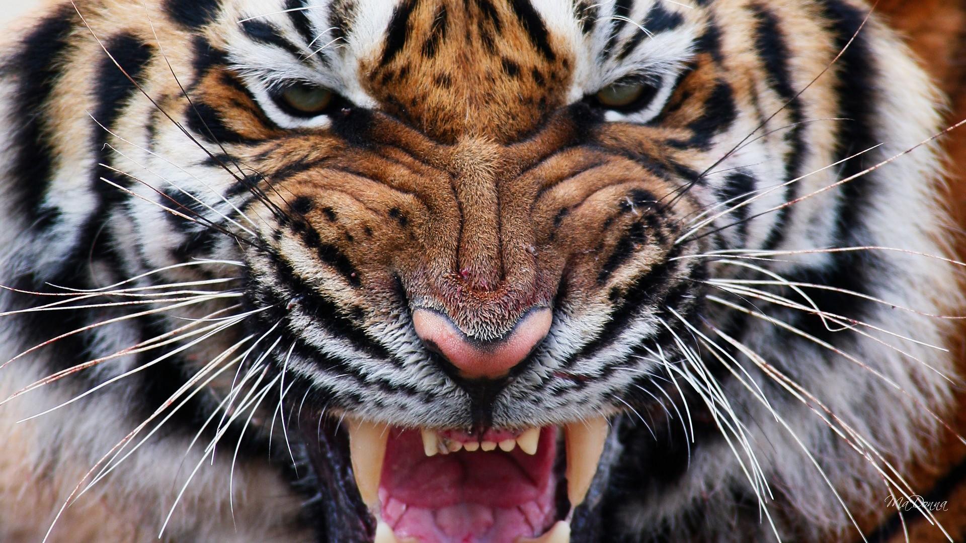 Animal Tiger Hd Wallpaper By Ma Donna