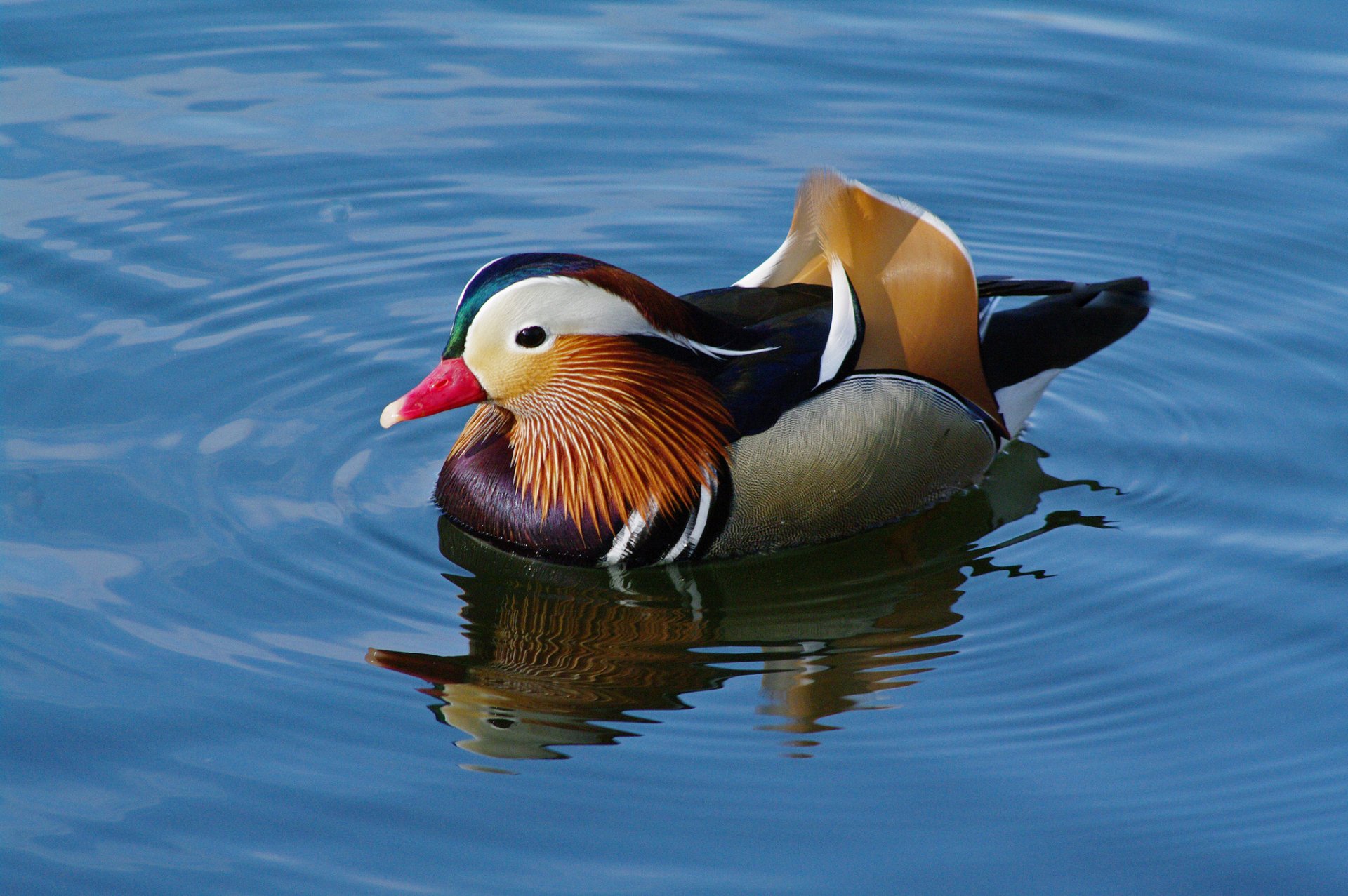 Download Reflection Bird Duck Animal Mandarin Duck HD Wallpaper