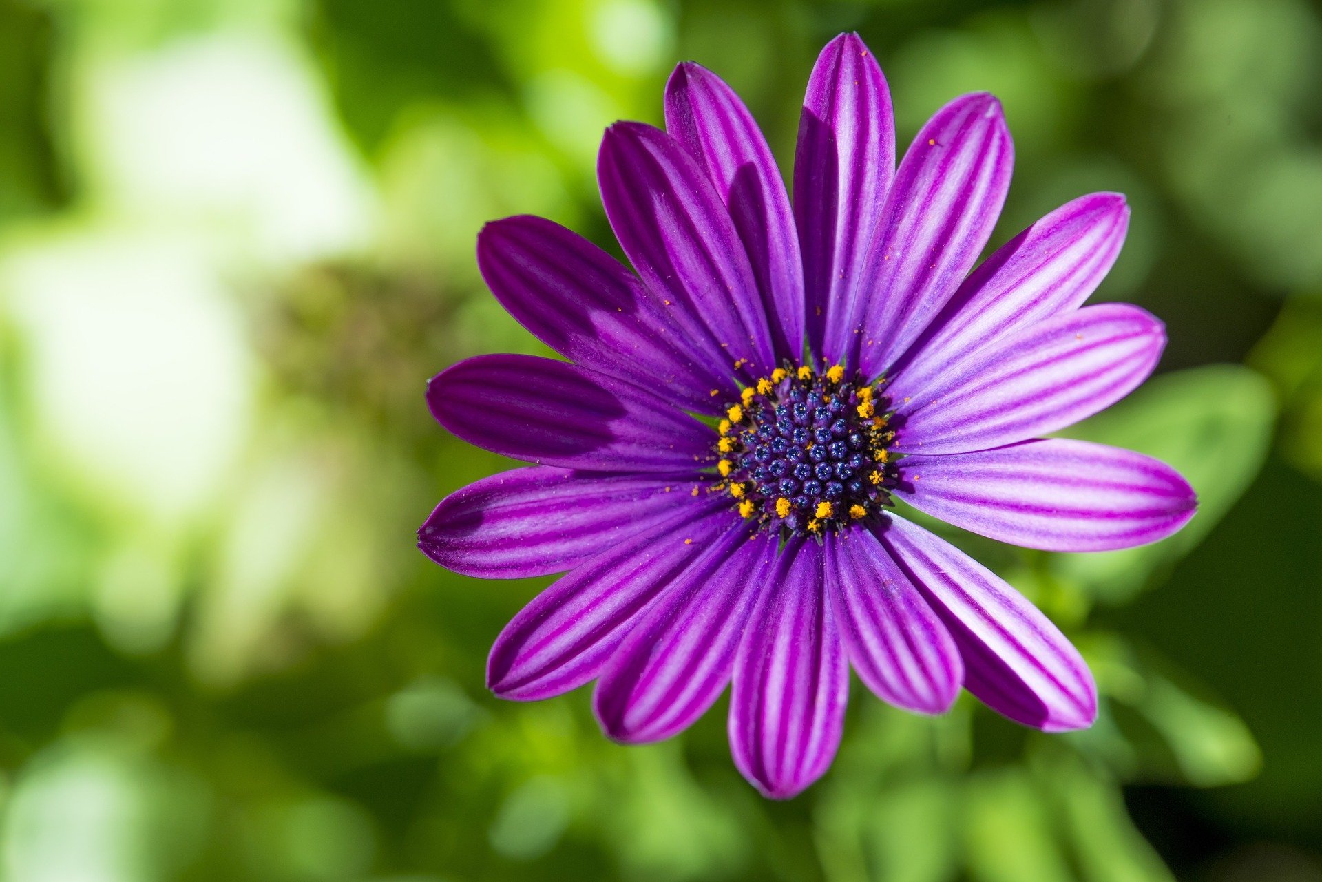 Download Purple Flower Nature Daisy Close-up Flower African Daisy HD