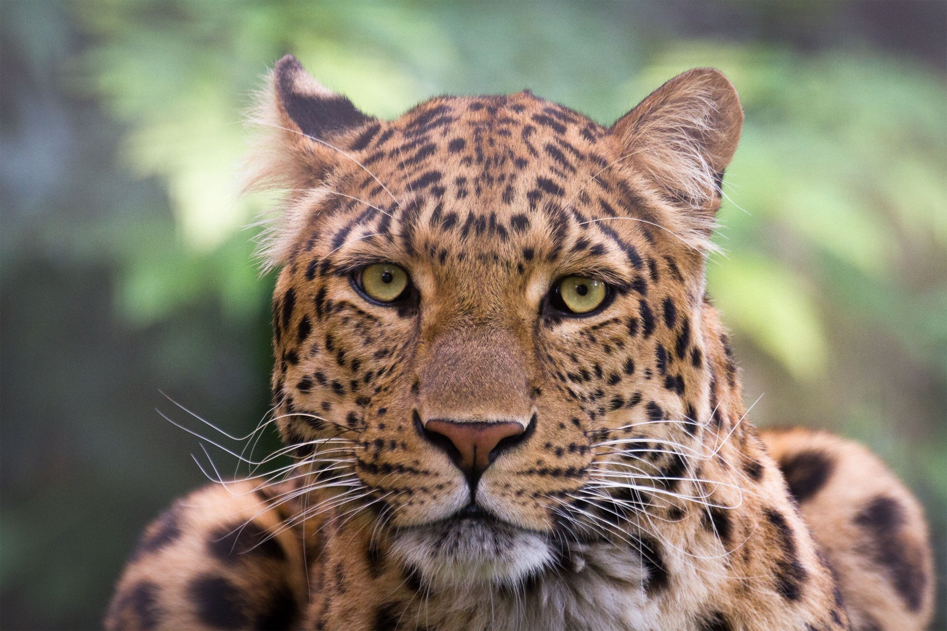 Download Bokeh Animal Leopard HD Wallpaper by Cloudtail the Snow Leopard