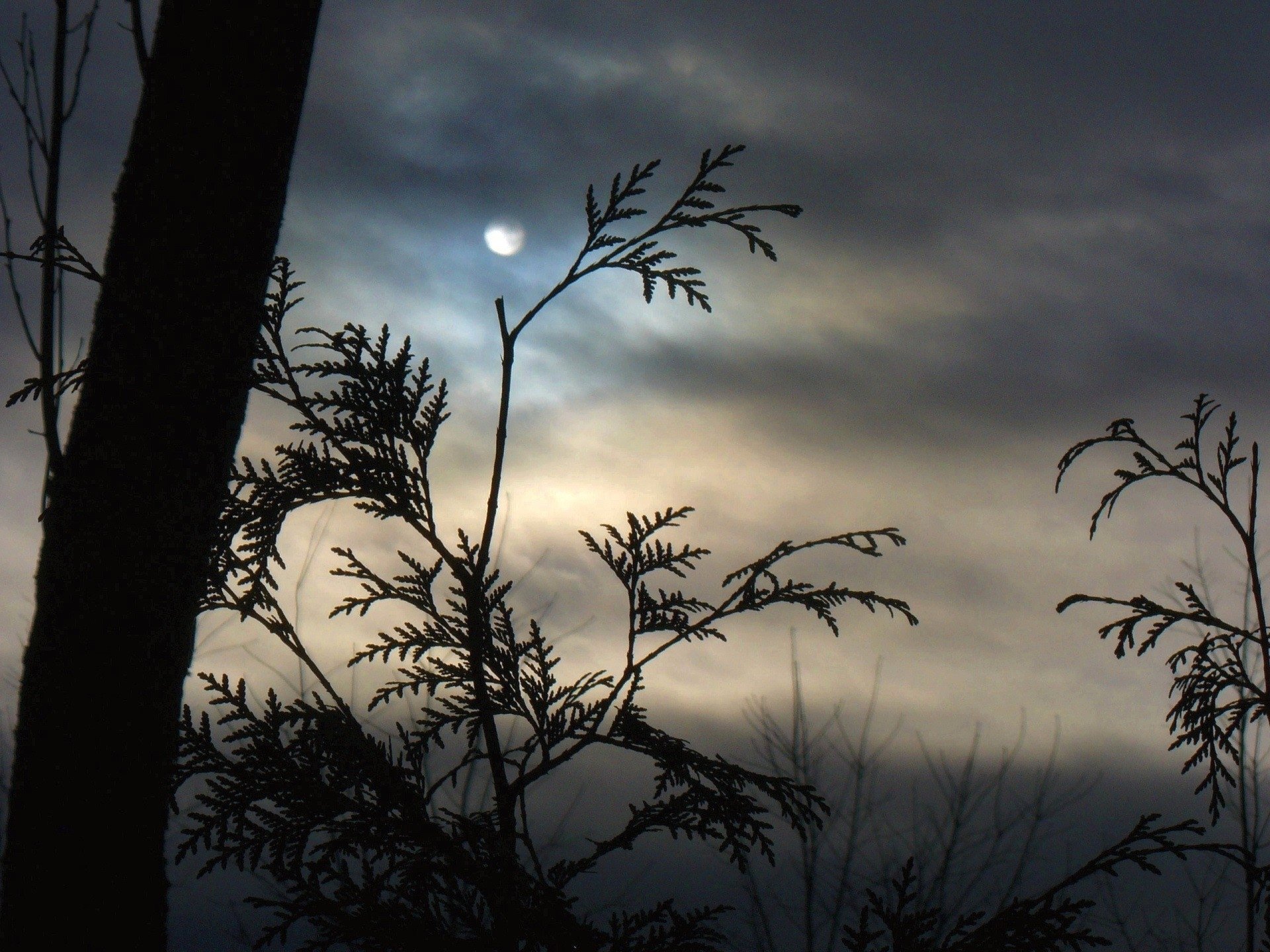 A serene silhouette of tree branches against a moonlit sky, capturing the essence of nature at night. This HD PC desktop wallpaper evokes a tranquil evening atmosphere.