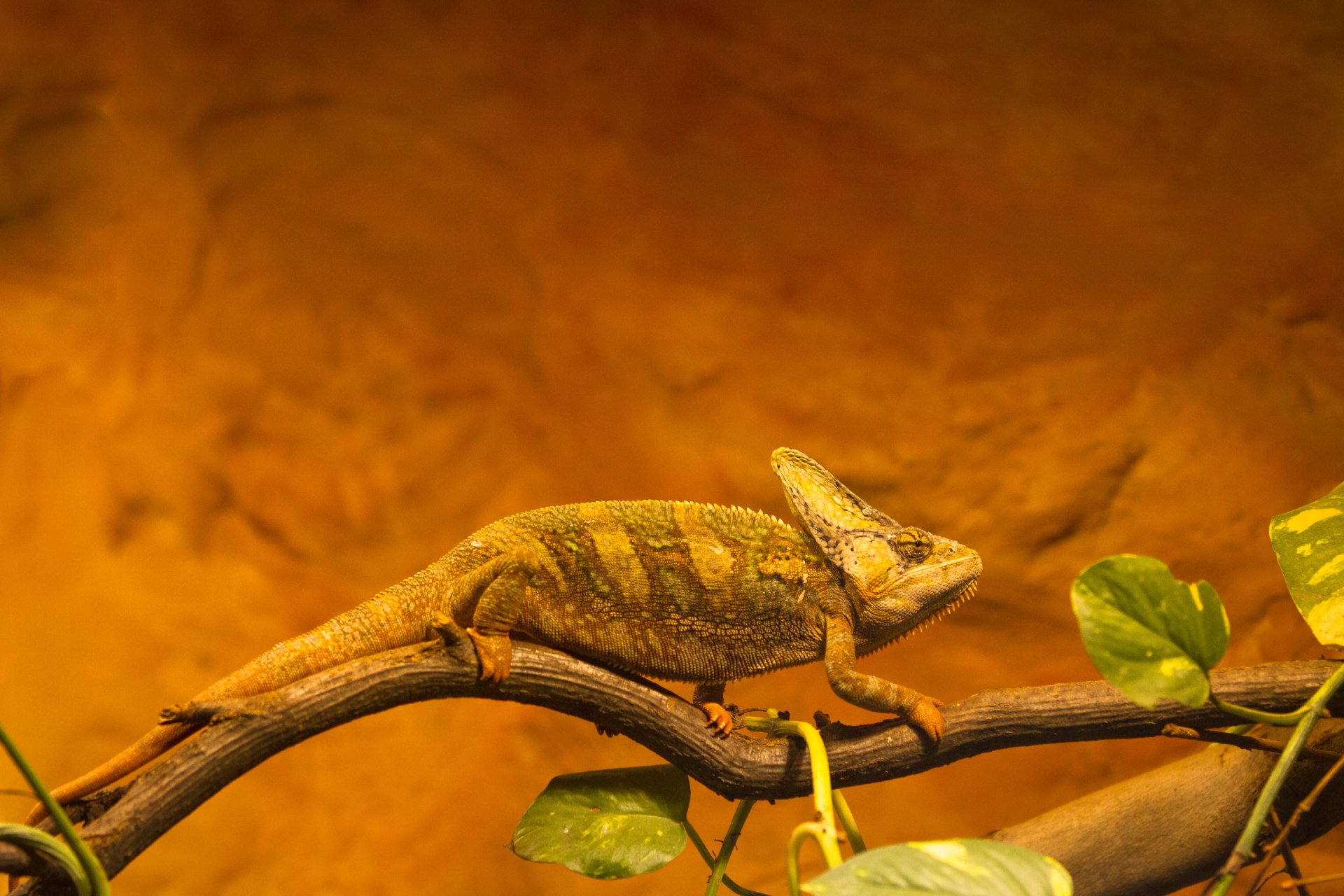 Download Reptile Branch Animal Chameleon 4k Ultra HD Wallpaper by Cloudtail the Snow Leopard