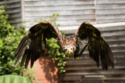 Animal eagle HD Desktop Wallpaper | Background Image