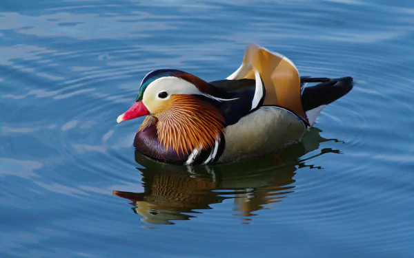 reflection bird duck Animal mandarin duck HD Desktop Wallpaper | Background Image